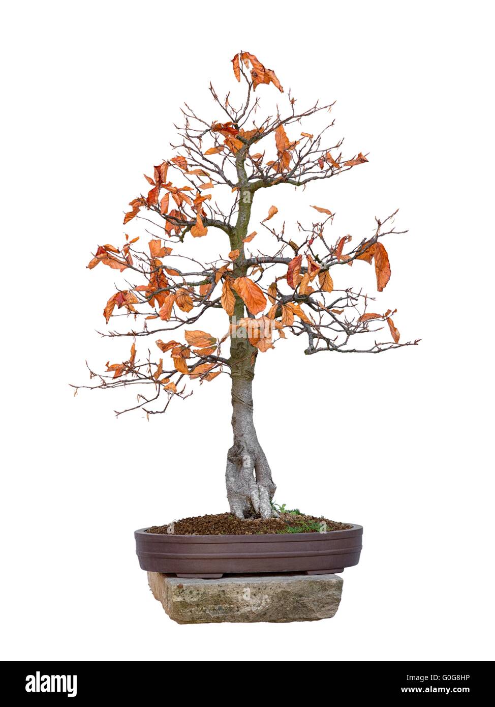 Bonsai - faggio albero rosso con sfondo bianco (Fagus silvatica Atropurpurea) Foto Stock