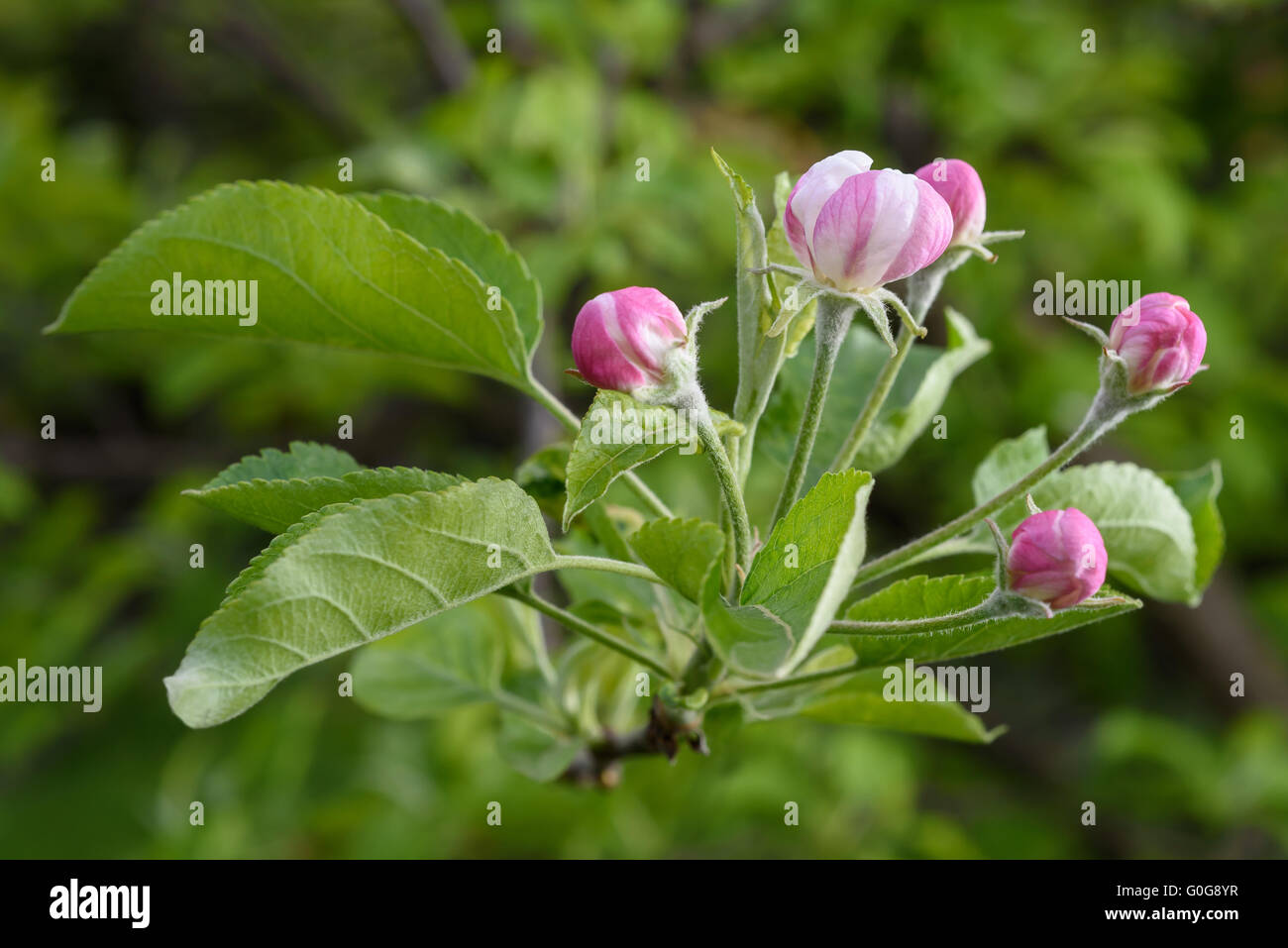 Apple fiori con boccioli su uno sfondo sfocato Foto Stock