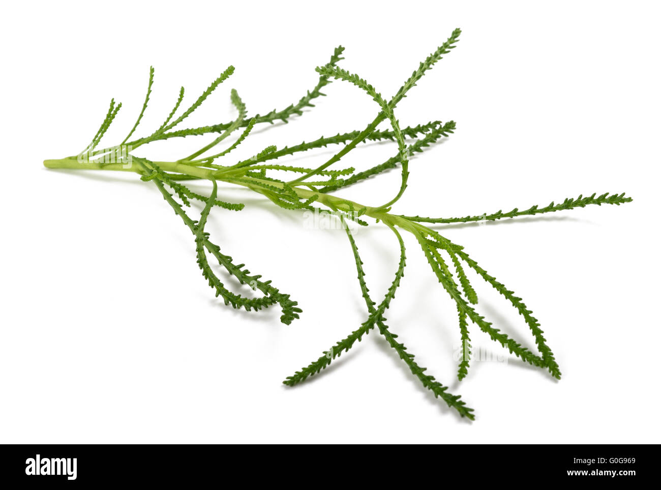 Santolina viridis ( erba di oliva ) isolato su bianco Foto Stock