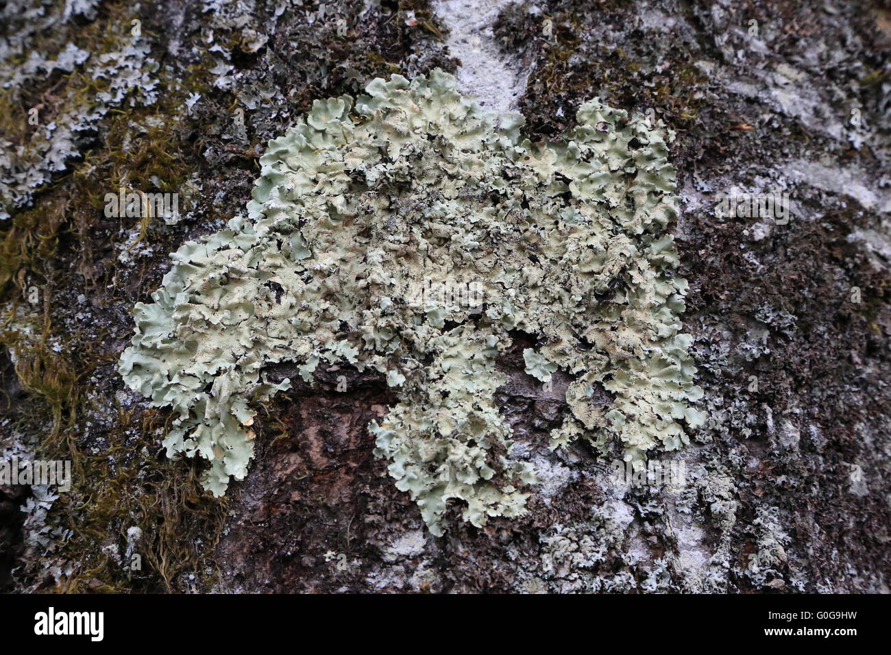 Corteccia di un albero ciliegio con il lichen Foto Stock