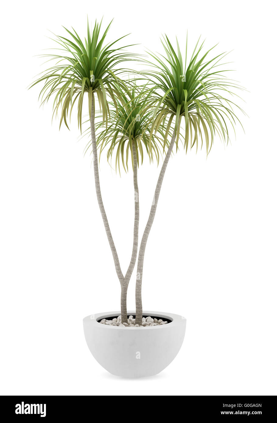 Potted Palm tree isolati su sfondo bianco Foto Stock