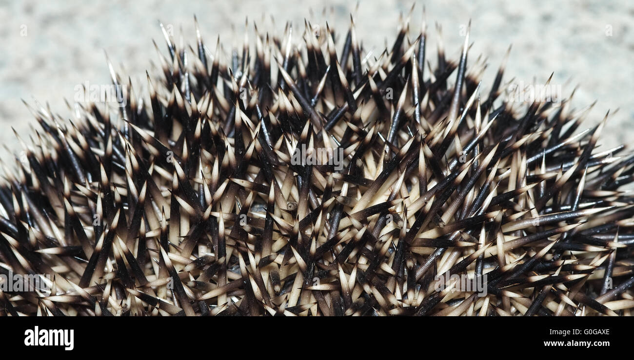 spine di riccio Foto stock Alamy