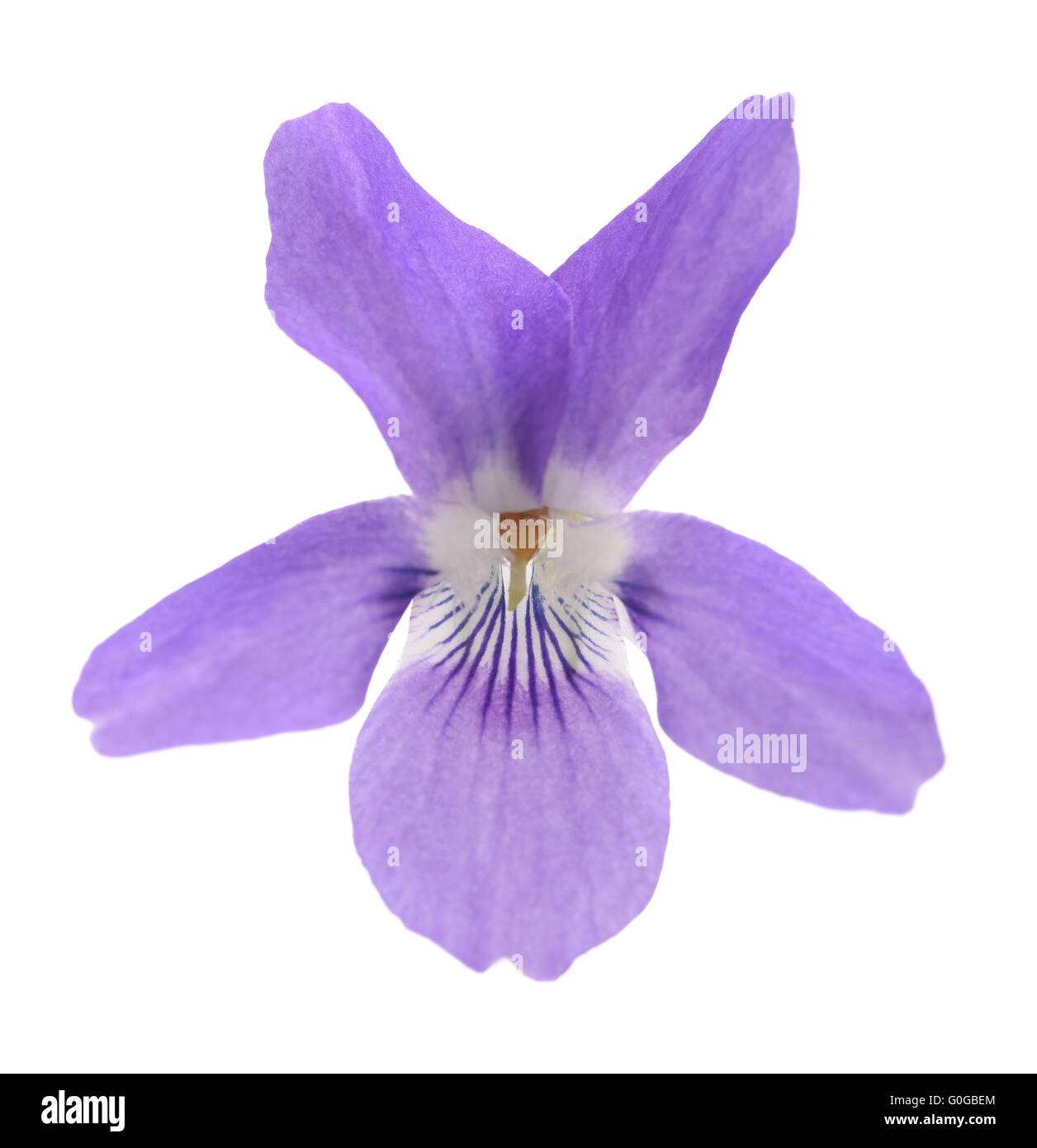 Viola Mammola, viola isolato su sfondo bianco Foto Stock