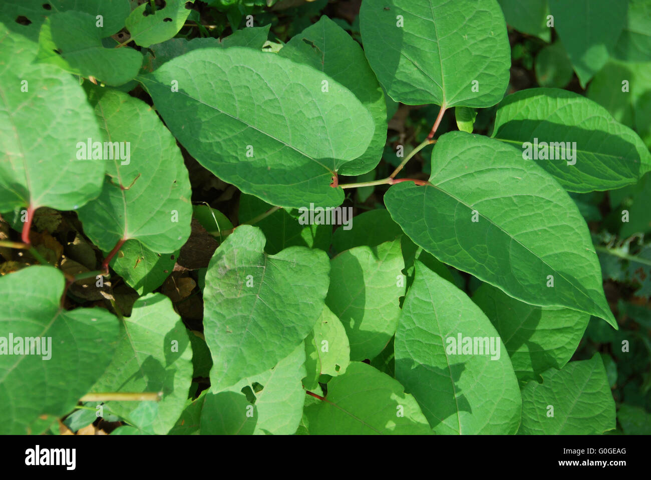 Knotweed giapponese diffusa Foto Stock