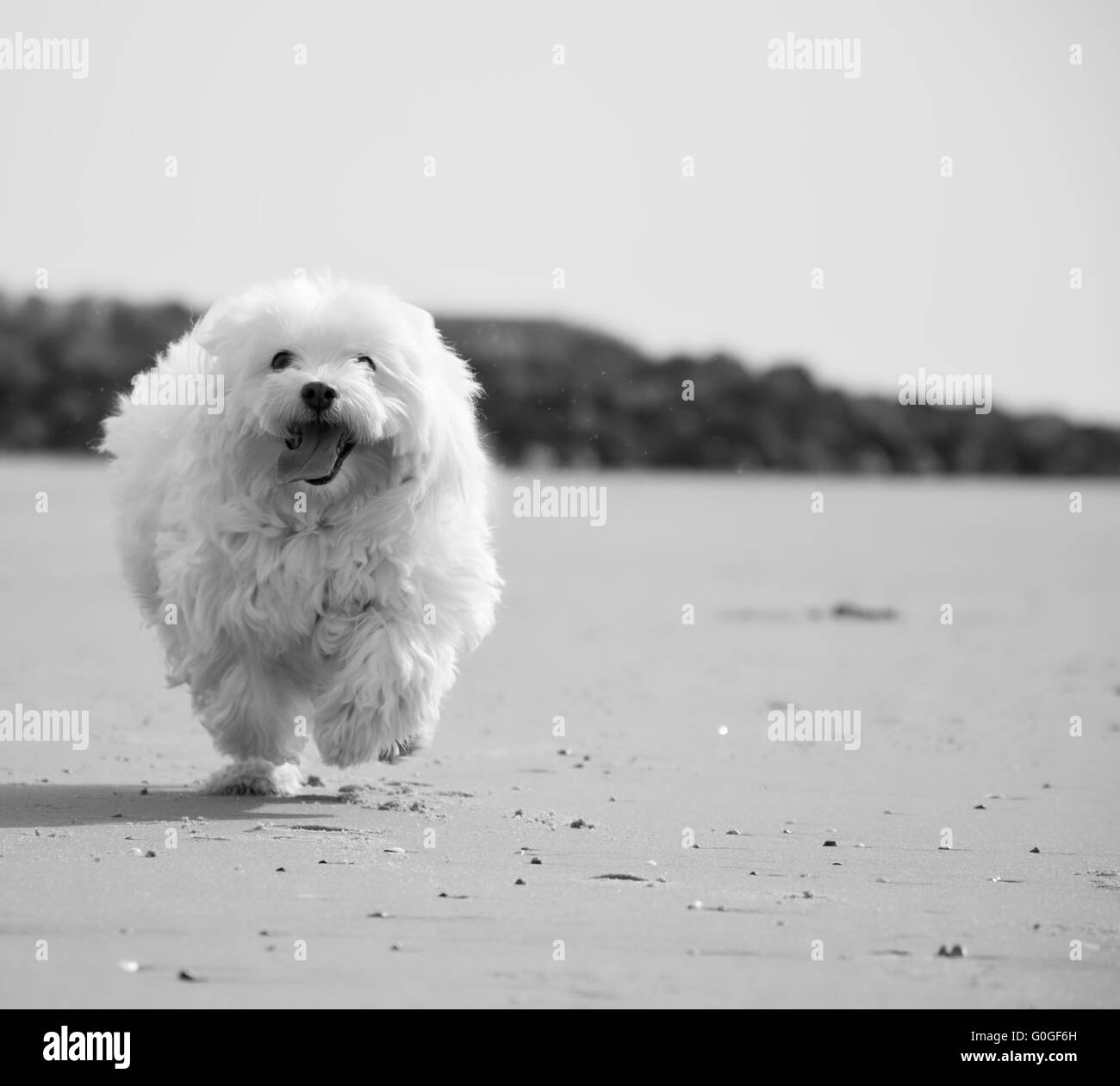 Un coton de Tulear correre sulla spiaggia Foto Stock