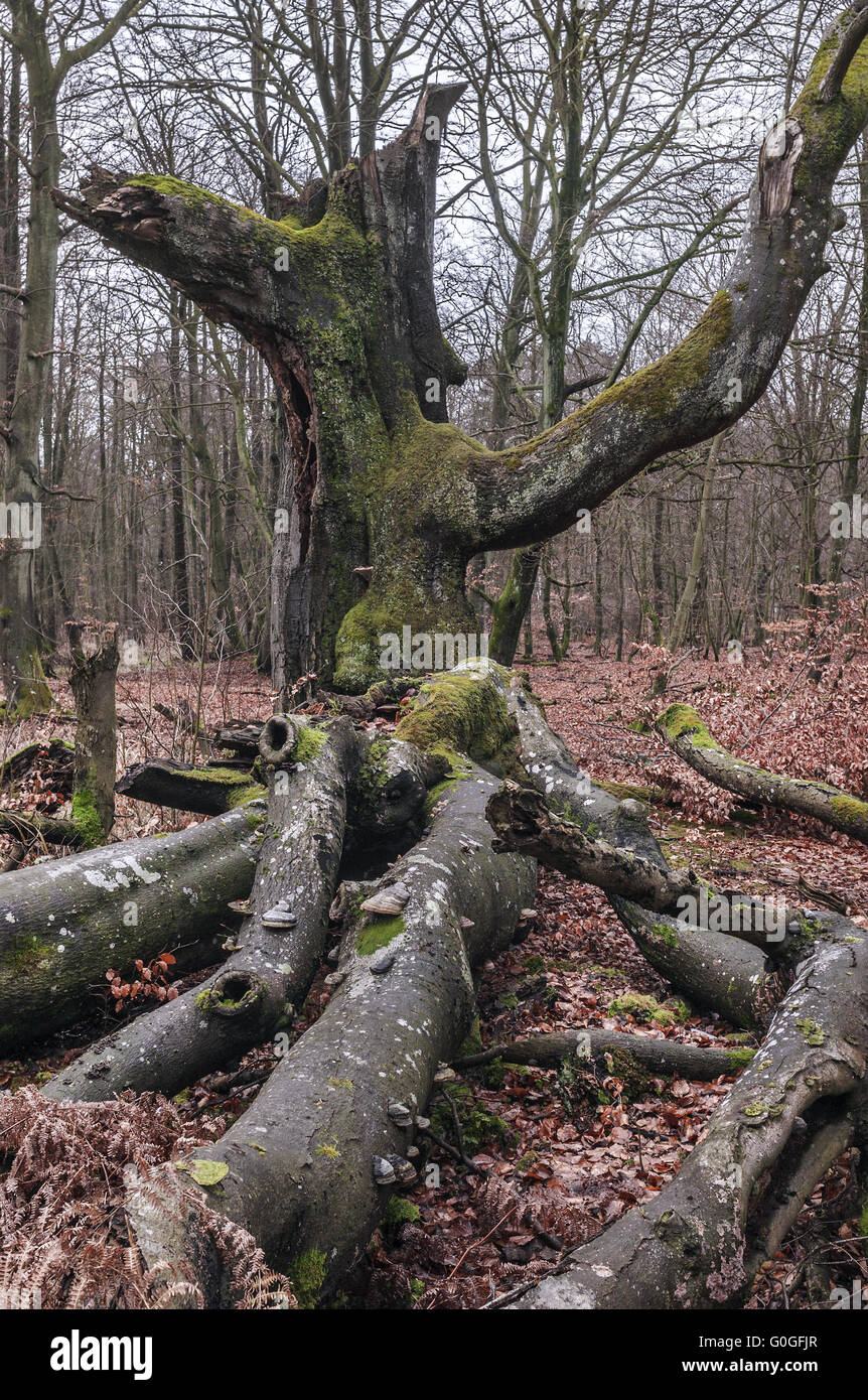 Il Mar Baltico - nella foresta Darss Foto Stock