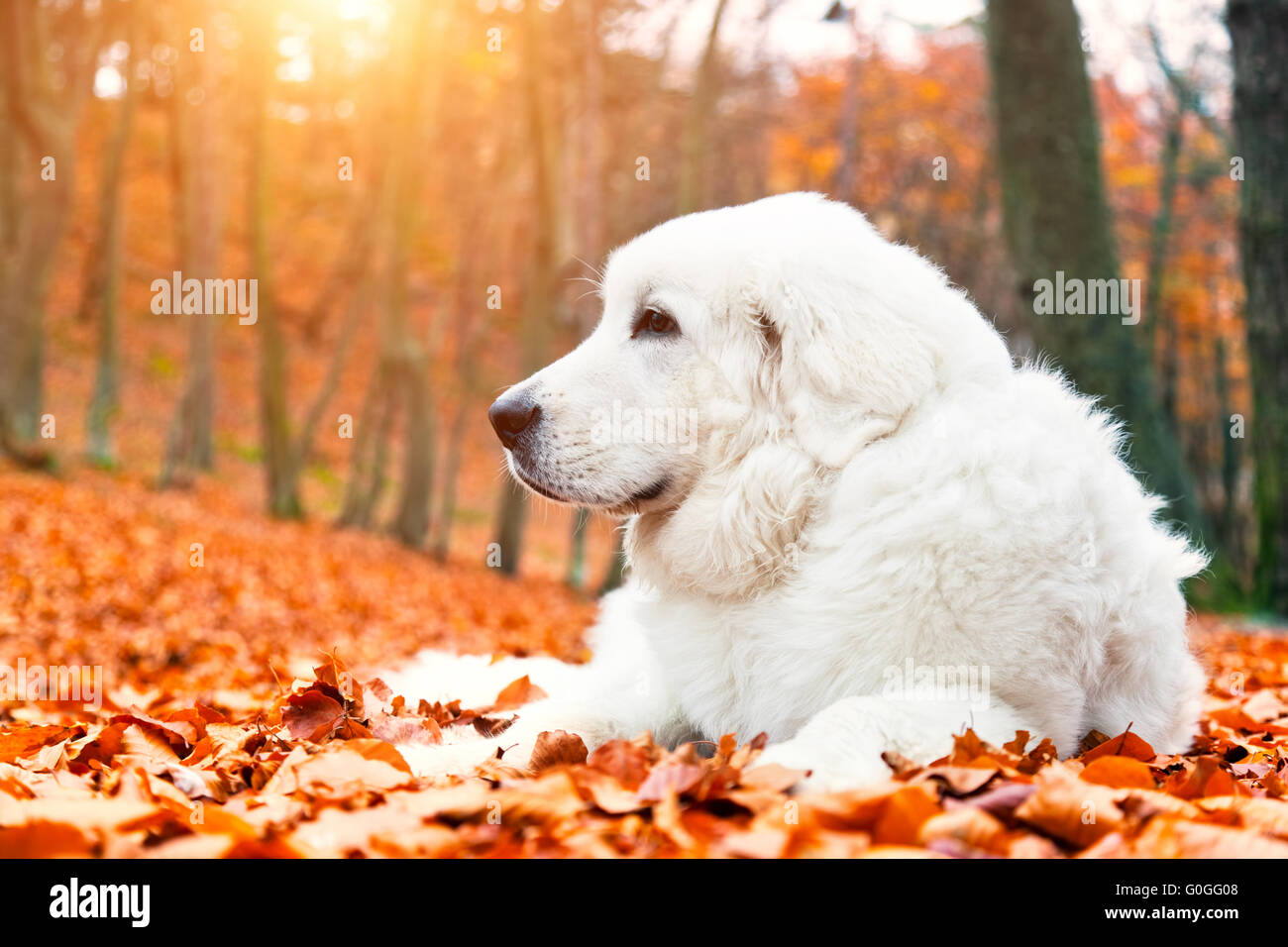 Bianco grazioso cucciolo di cane giacente in foglie in autunno Foto Stock