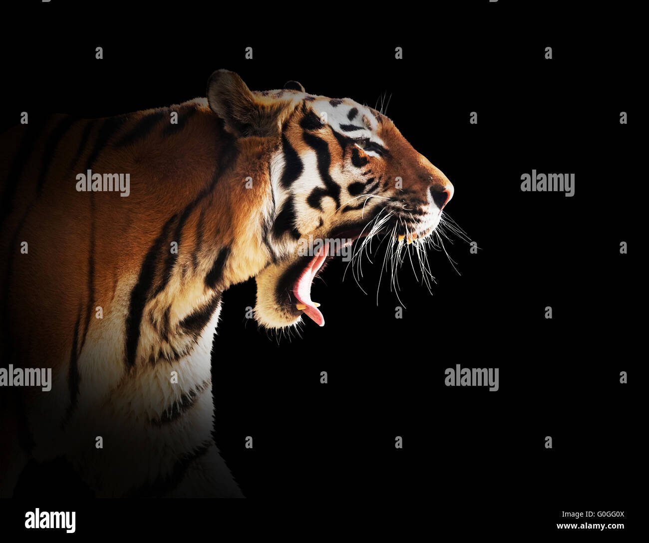 Wild tiger ruggito. Isolato su nero, facile per tagliare. Foto Stock