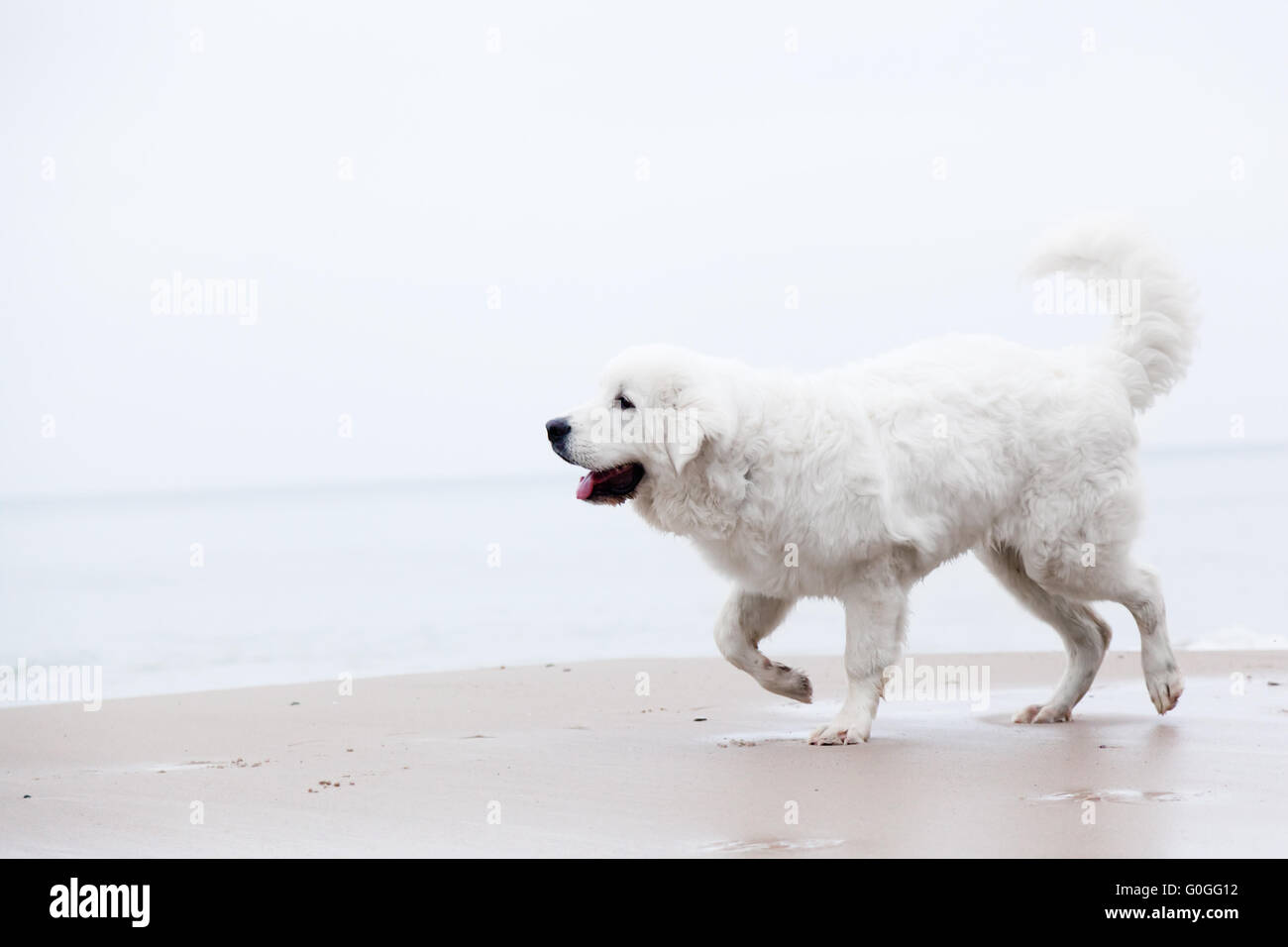 Simpatico cane bianco di camminare sulla spiaggia. Tatra polacchi Sheepdog Foto Stock