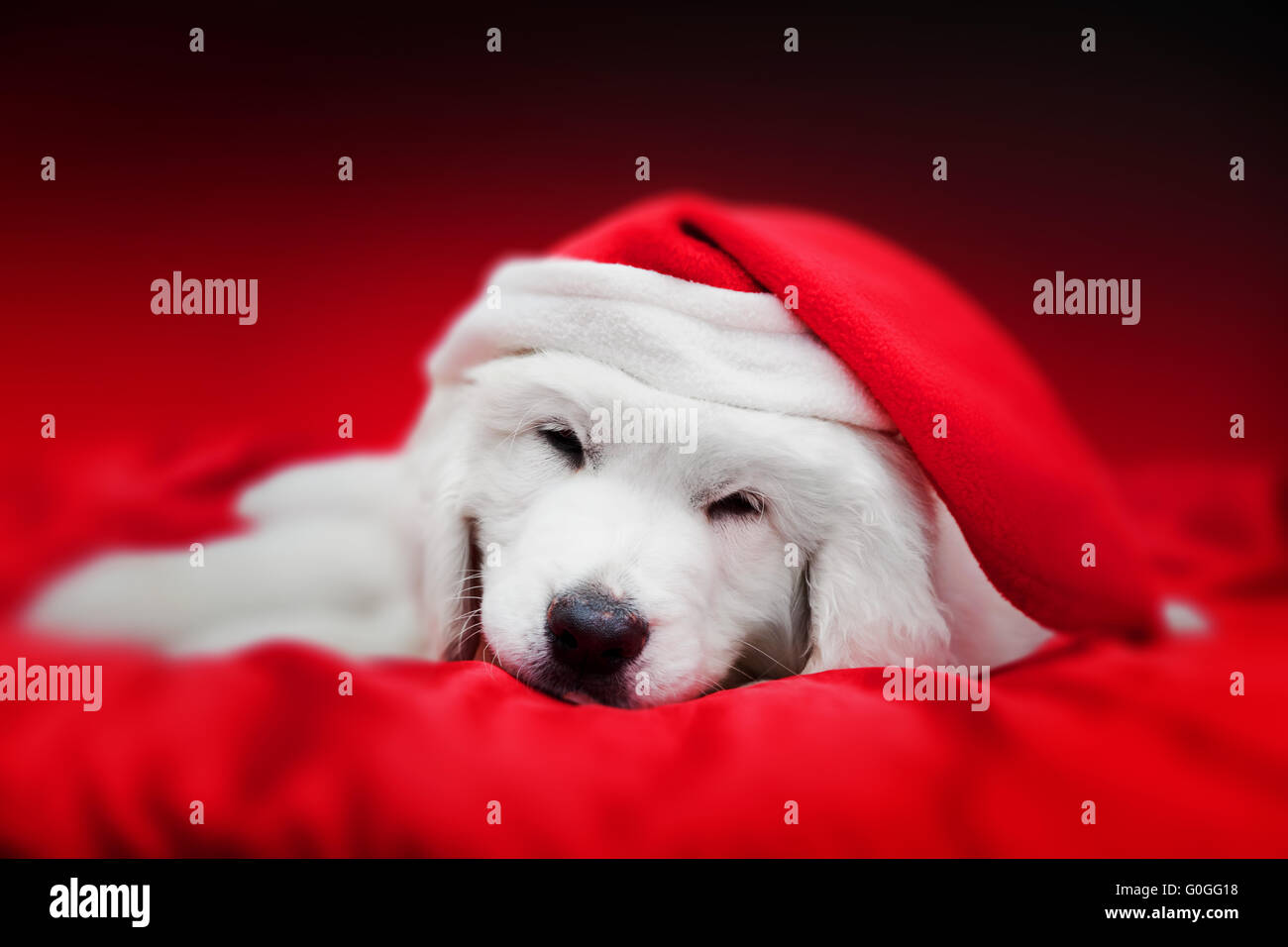 Bianco grazioso cucciolo di cane in Chrstimas hat dormire in raso rosso. Tema vacanze Foto Stock