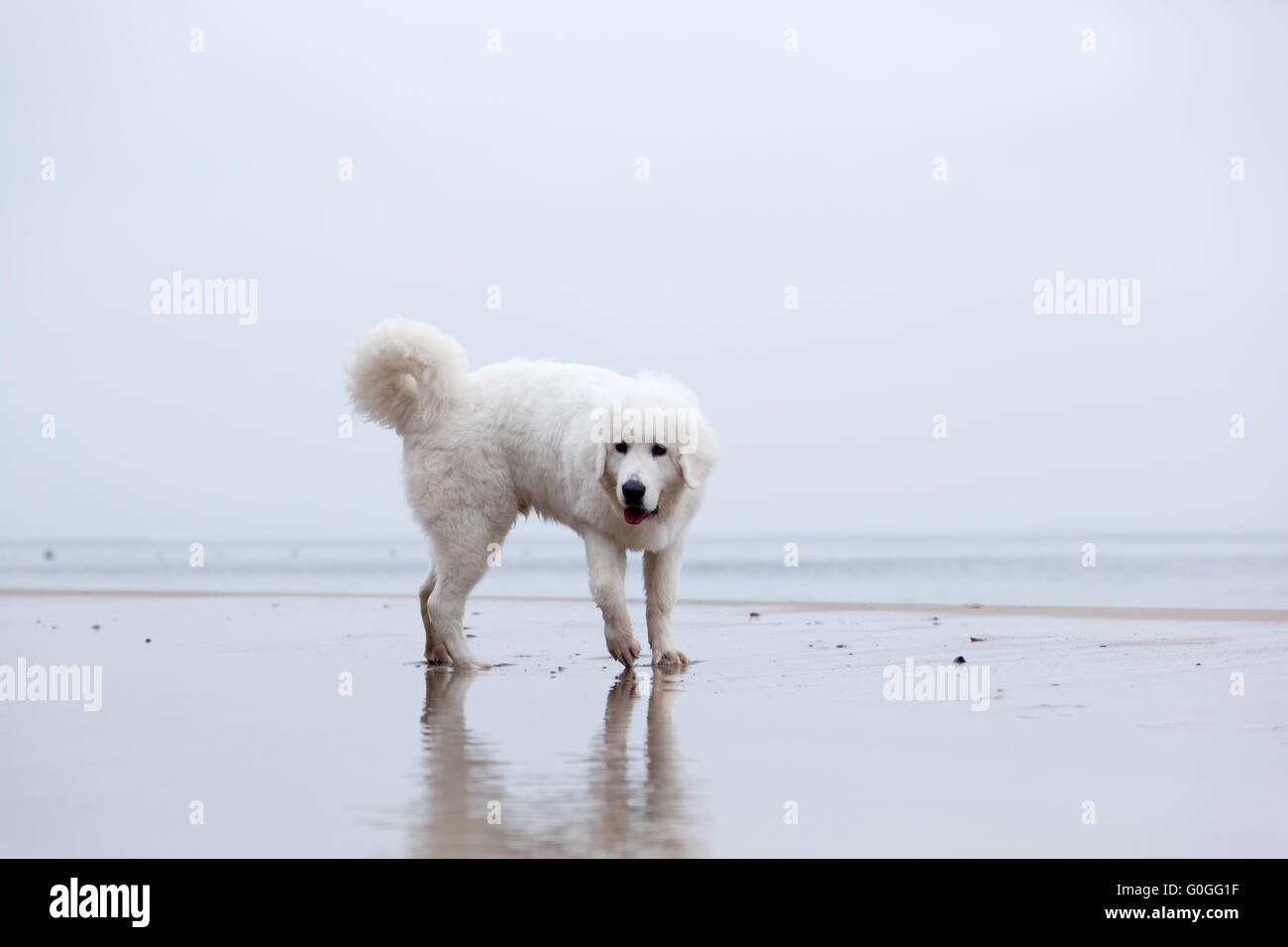 Simpatico cane bianco giocando sulla spiaggia. Tatra polacchi Sheepdog Foto Stock