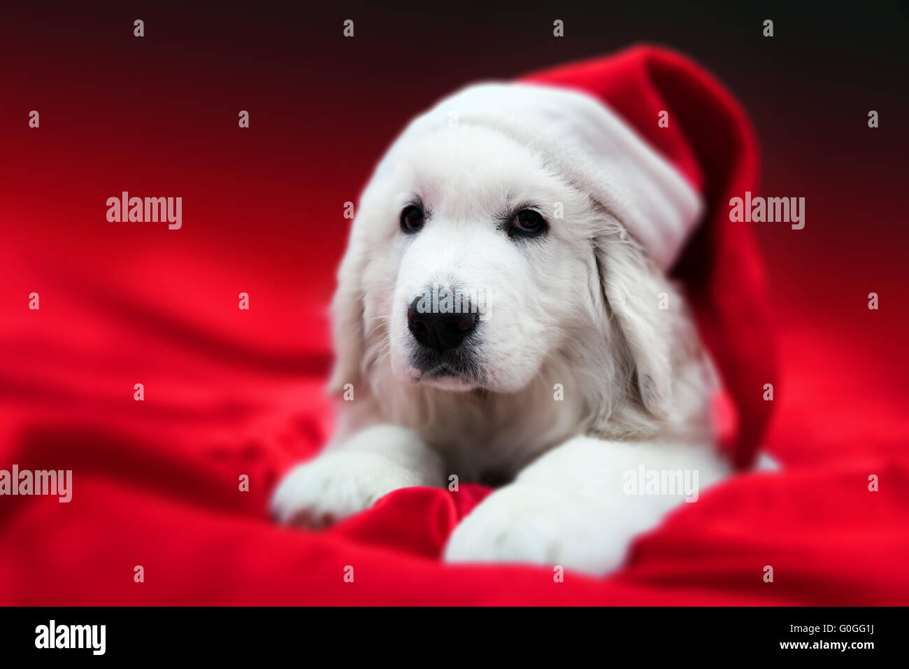 Bianco grazioso cucciolo di cane in Chrstimas hat giacente in raso rosso. Tema vacanze Foto Stock
