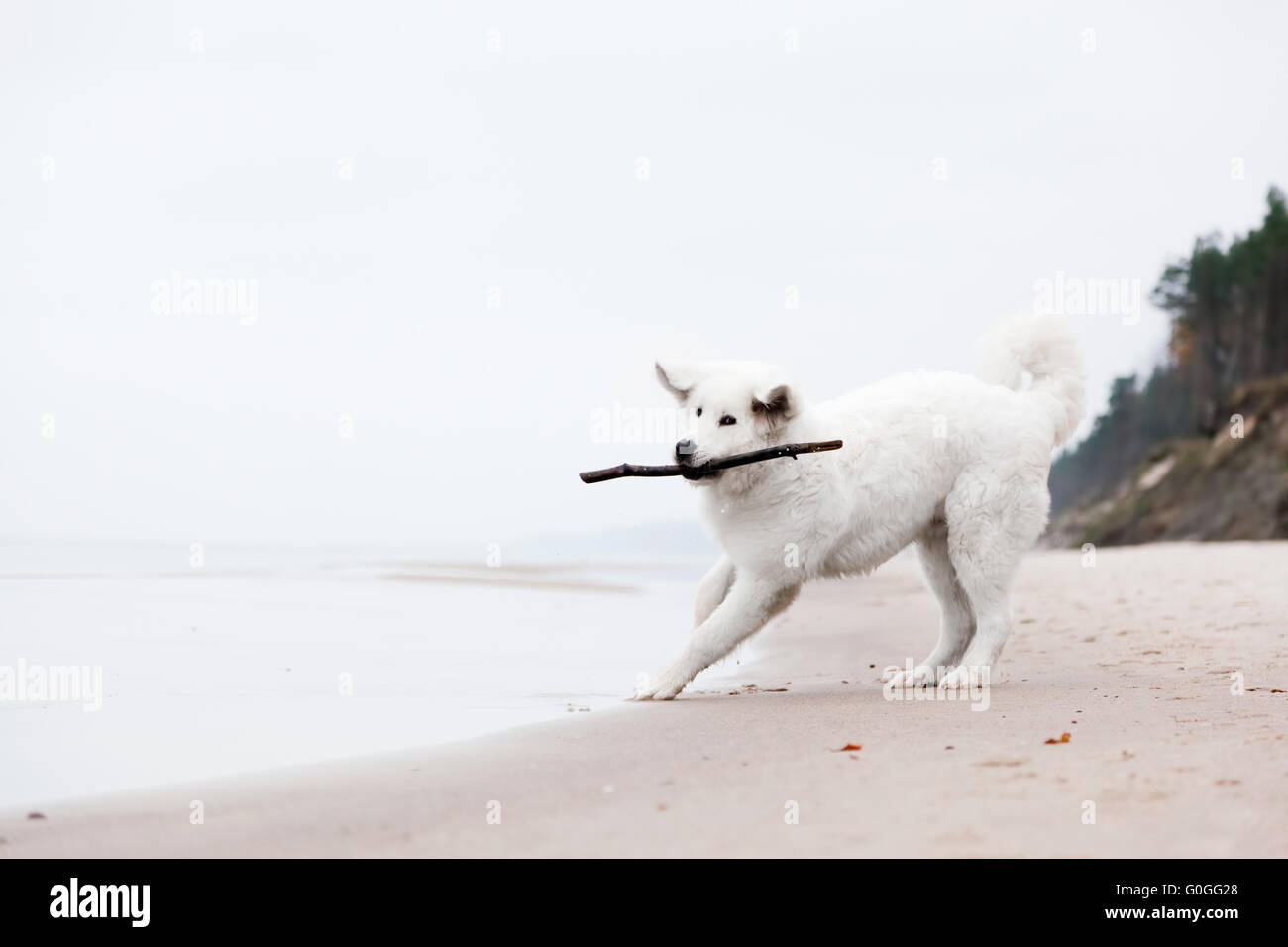 Simpatico cane bianco giocando con il bastone sulla spiaggia. Tatra polacchi Sheepdog Foto Stock