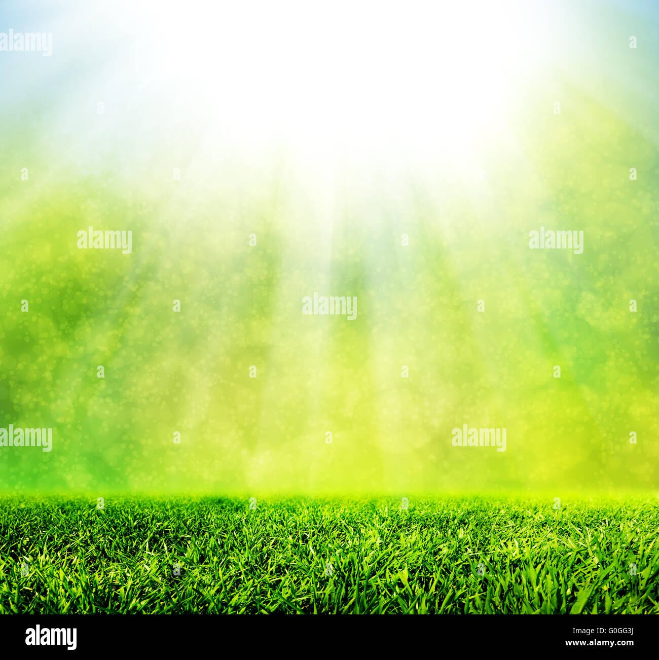 Molla verde erba contro natura naturale sfocatura. Mattina di sole luce con sparkle e glitter. La qualità HD Foto Stock
