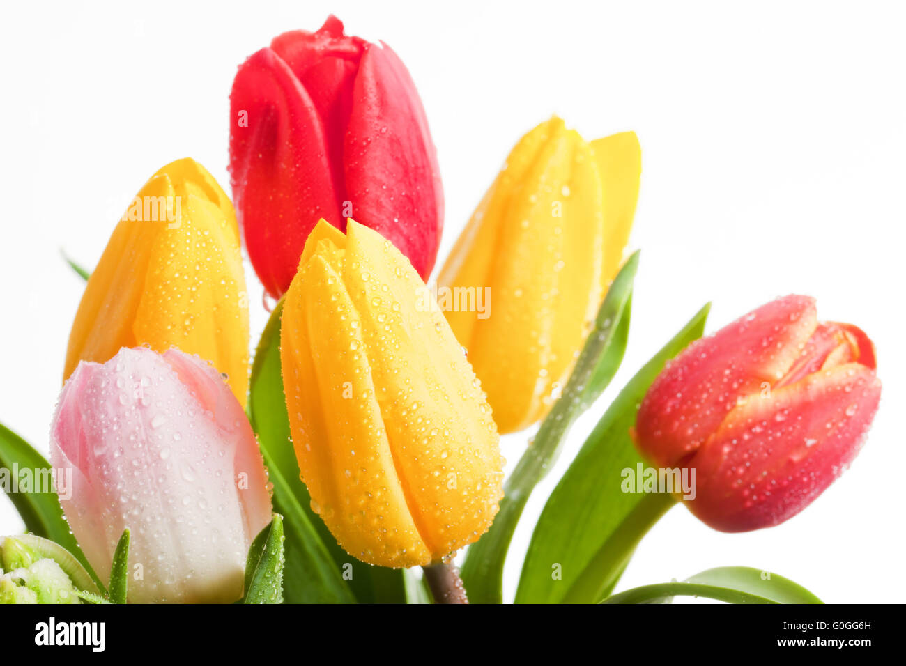 Freschi tulipani colorati fiori isolati su bianco. Festa della mamma Foto Stock