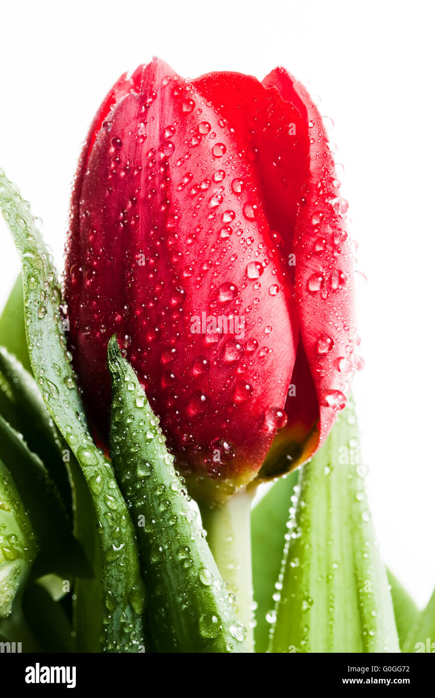 Rosso fresco tulip flower in gocce di acqua bianco isolato. La molla Foto Stock