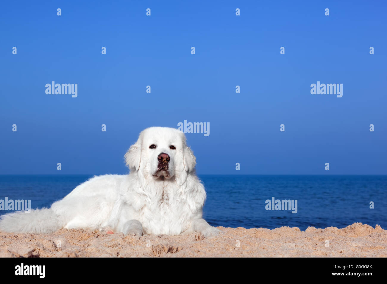 Simpatico cane bianco sulla spiaggia. Tatra polacchi Sheepdog Foto Stock