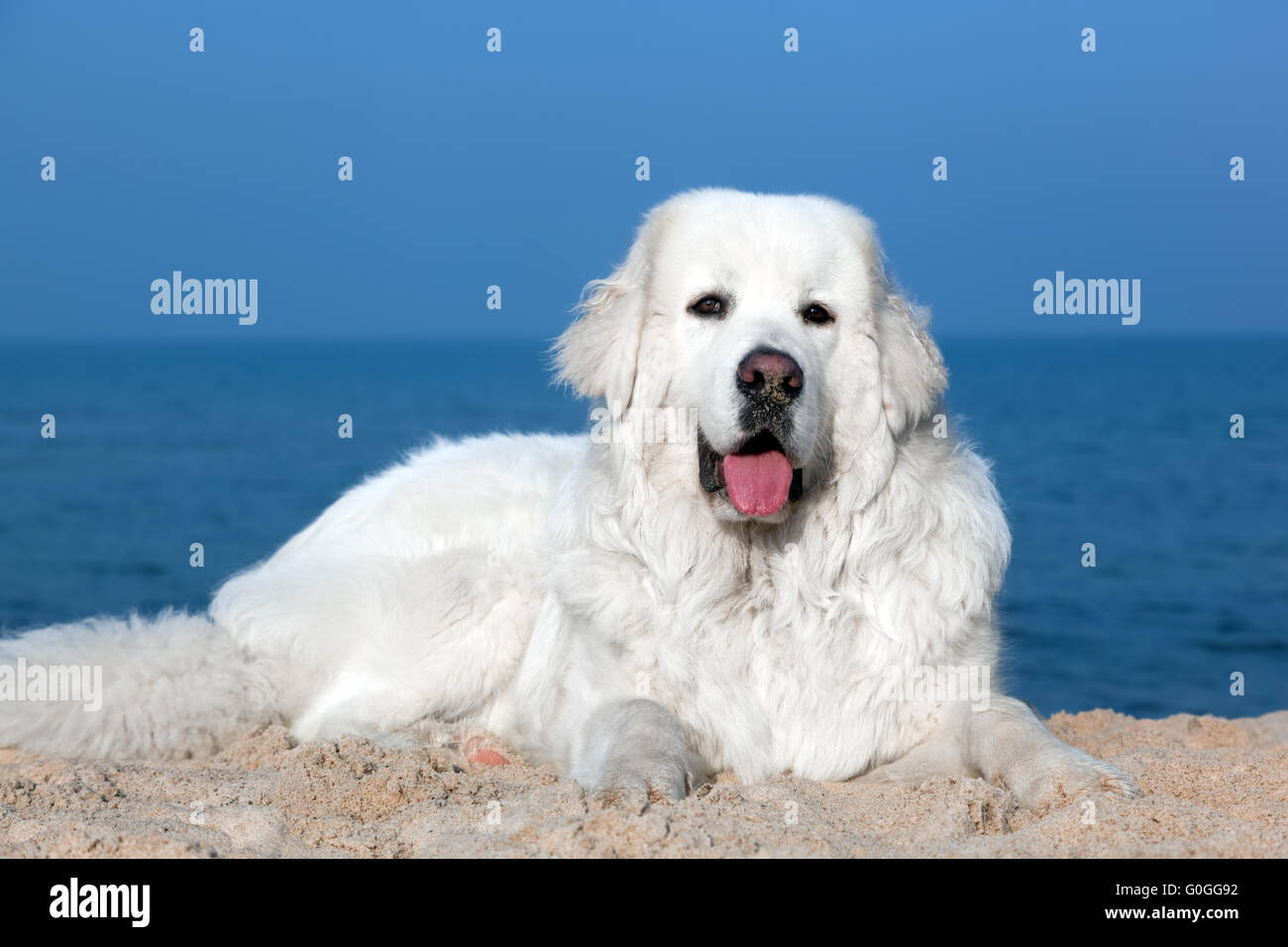 Simpatico cane bianco sulla spiaggia. Tatra polacchi Sheepdog Foto Stock