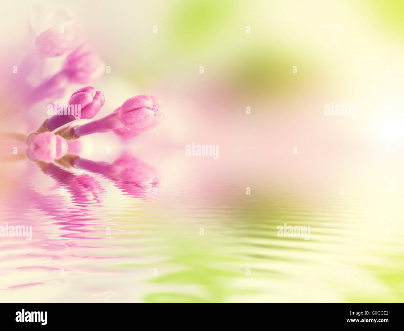 Molla viola fiori lilla nella riflessione di acqua Foto Stock