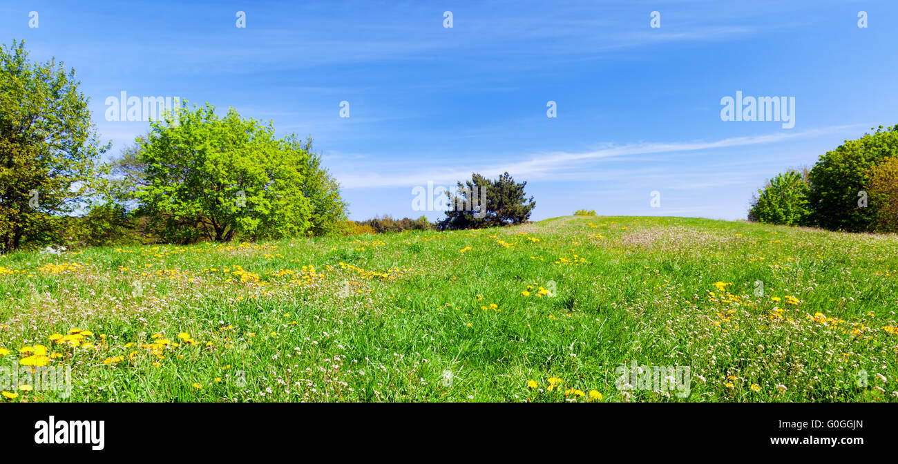 Panorama di prato estivo con erba verde degli alberi e il blu del cielo. Foto Stock