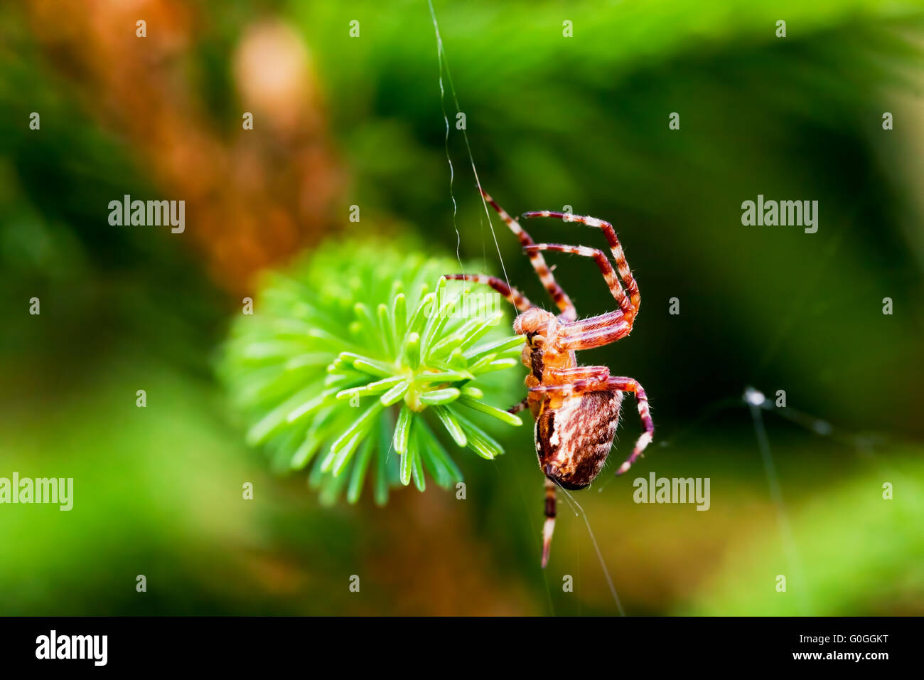 Giardino europeo spider chiamato cross spider. Araneus diadematus specie Foto Stock