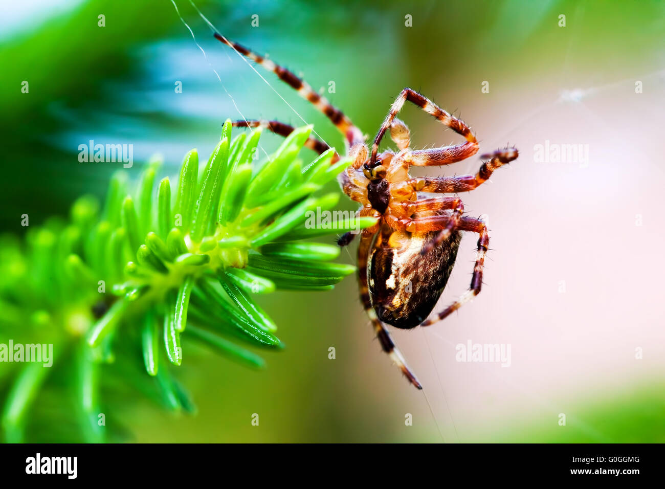 Giardino europeo spider chiamato cross spider. Araneus diadematus specie Foto Stock