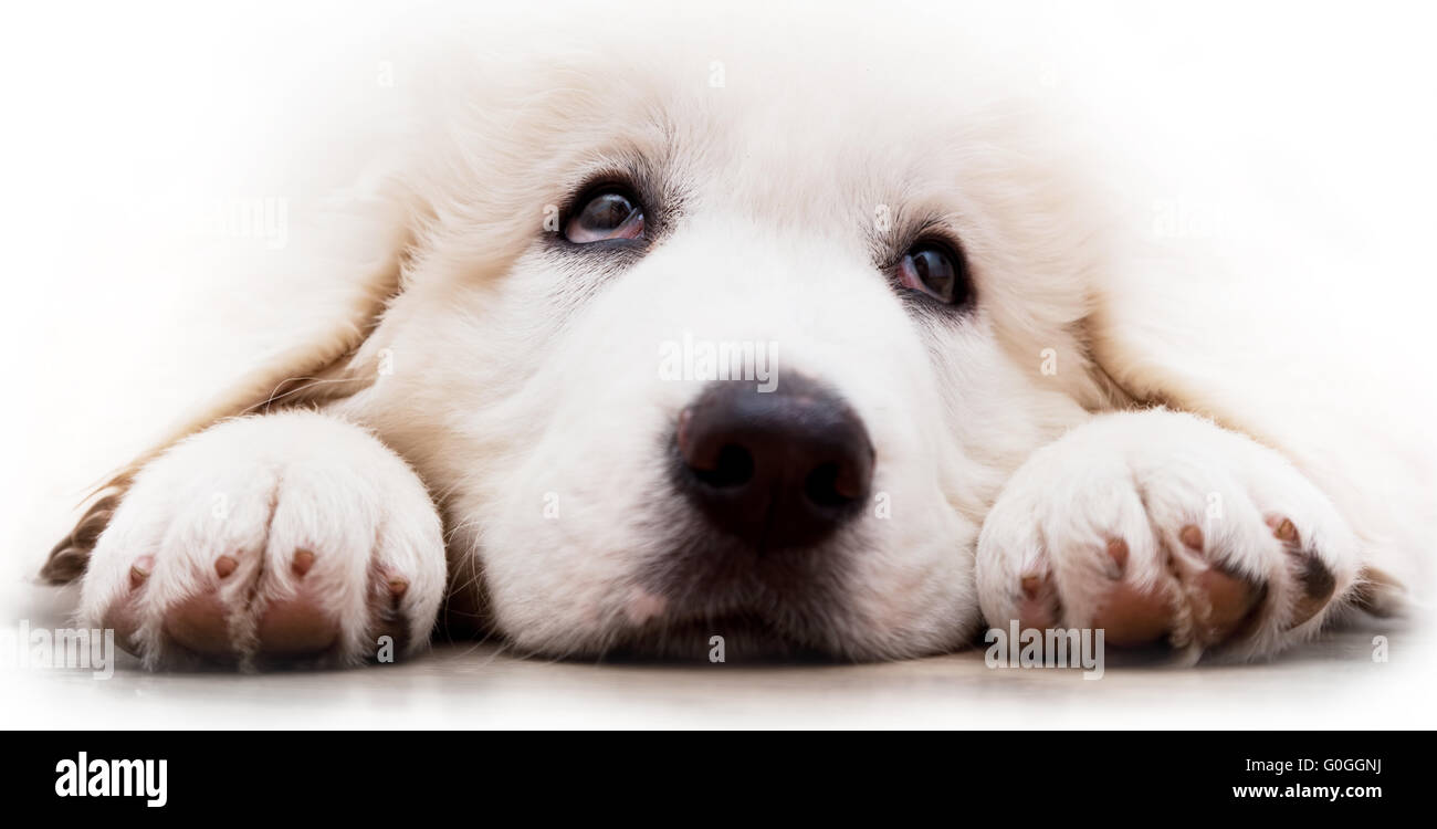Bianco grazioso cucciolo di cane giacenti e guardando verso l'alto. Tatra polacchi Sheepdog Foto Stock