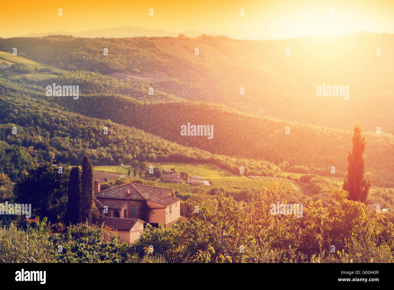 Vigneto e farm house, villa in Toscana, Italia al tramonto Foto Stock