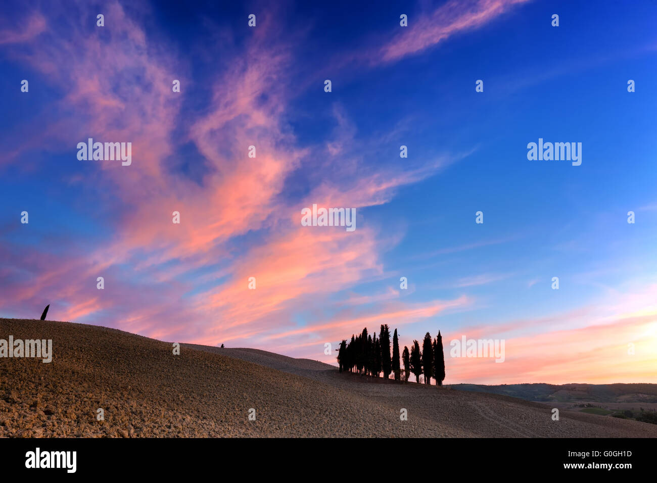 Cipressi sul campo in Toscana, Italia al tramonto. Foto Stock