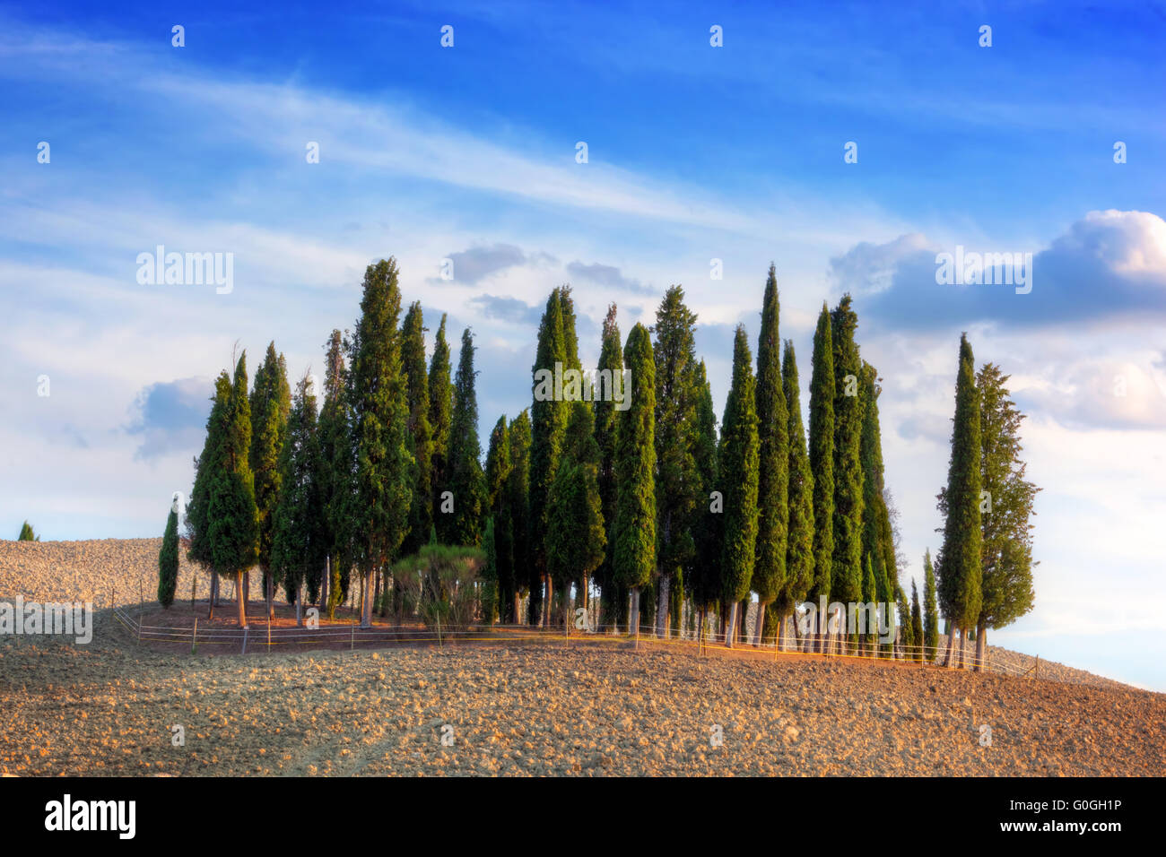 Cipressi sul campo in Toscana, Italia Foto Stock