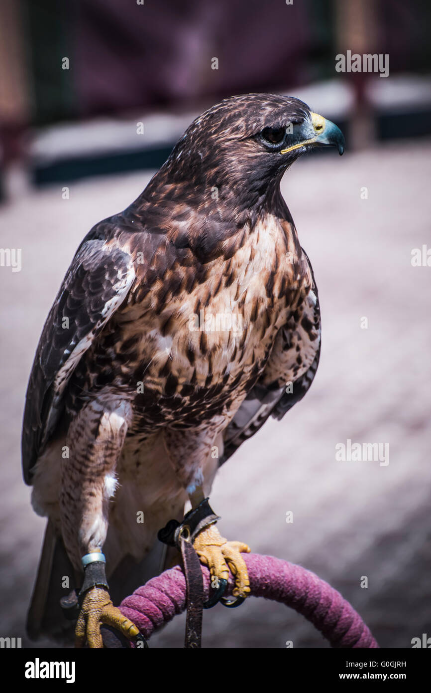 Esposizione di uccelli rapaci in una fiera medievale, dettaglio della bella imperial eagle in Spagna Foto Stock