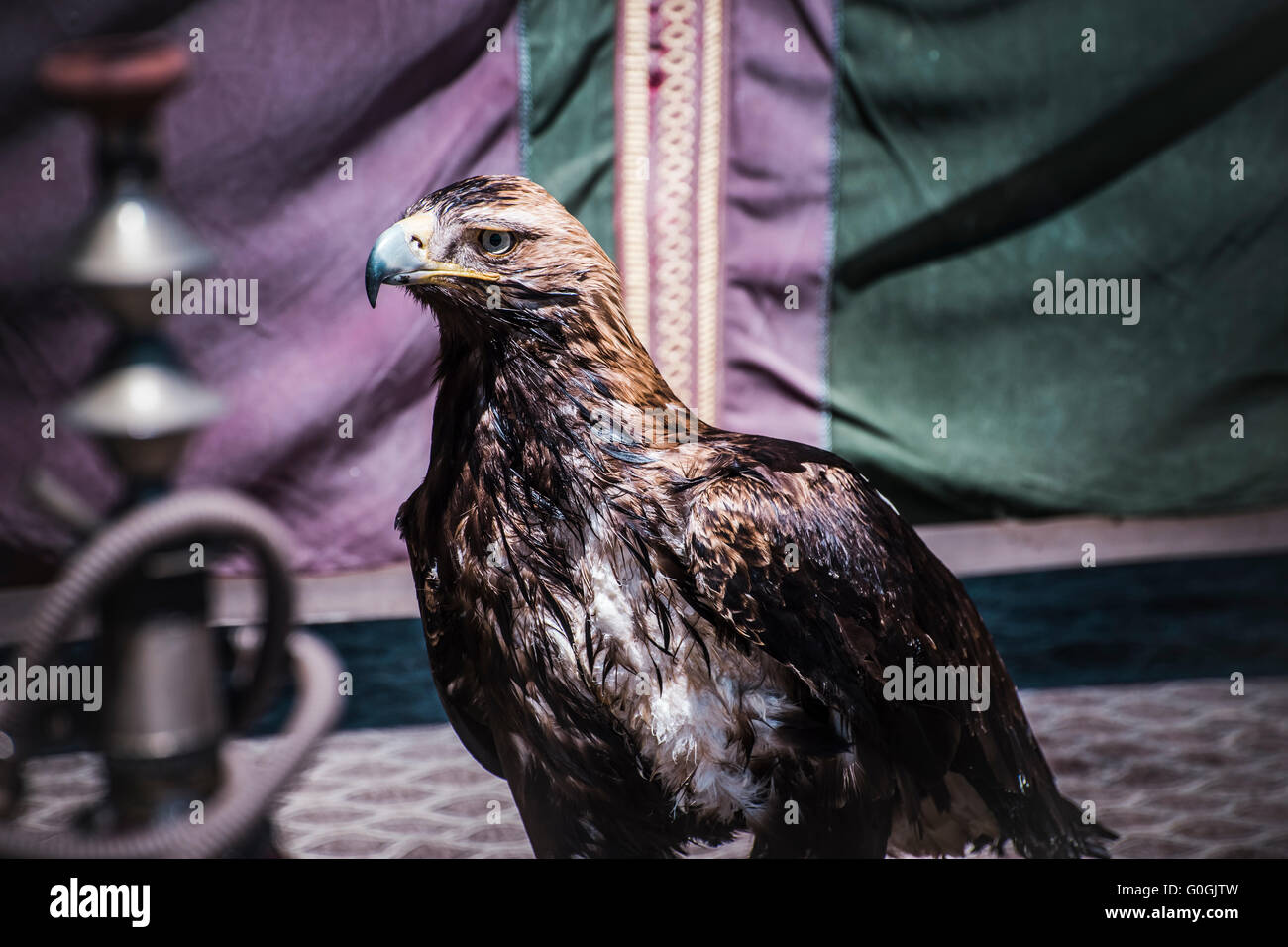 Predator, esposizione di uccelli rapaci in una fiera medievale, dettaglio della bella imperial eagle in Spagna Foto Stock