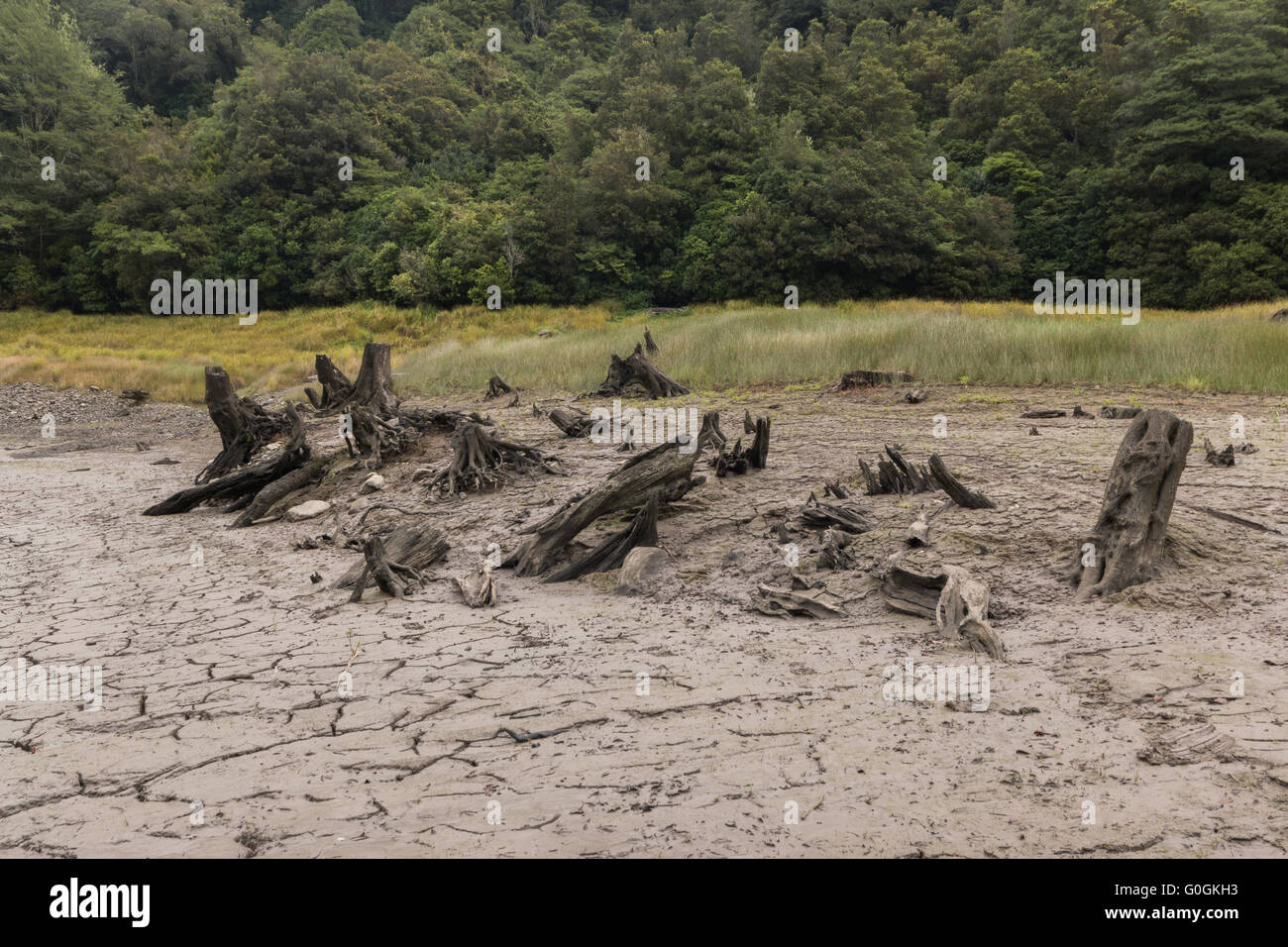 Alcuni vecchi alberi nativi di monconi in un prosciugato Lago. Foto Stock
