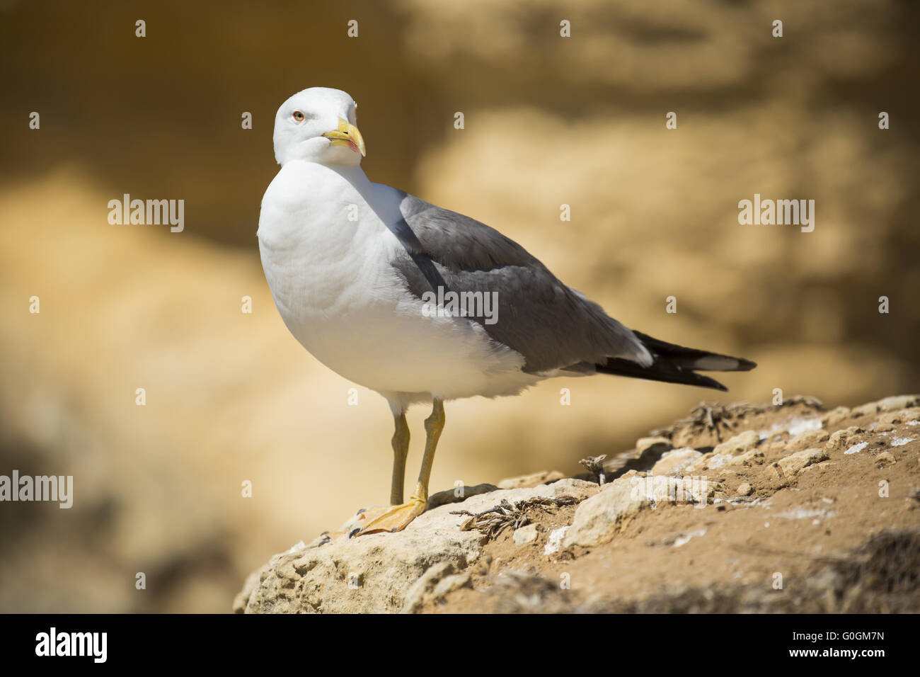 Seagull su una roccia di fronte brown, sfondo sfocato Foto Stock
