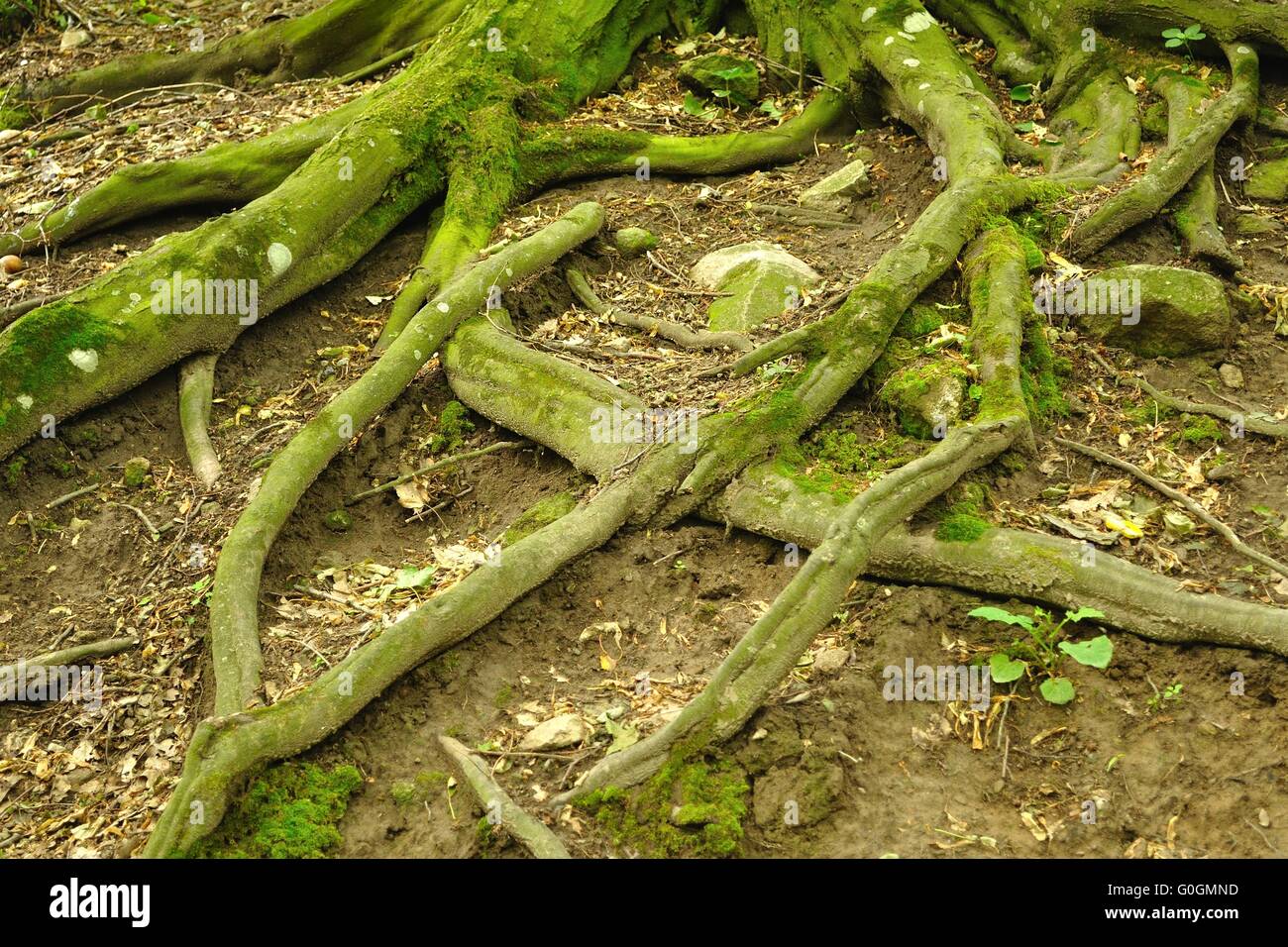 Foto del vecchio albero radici nella foresta Foto Stock