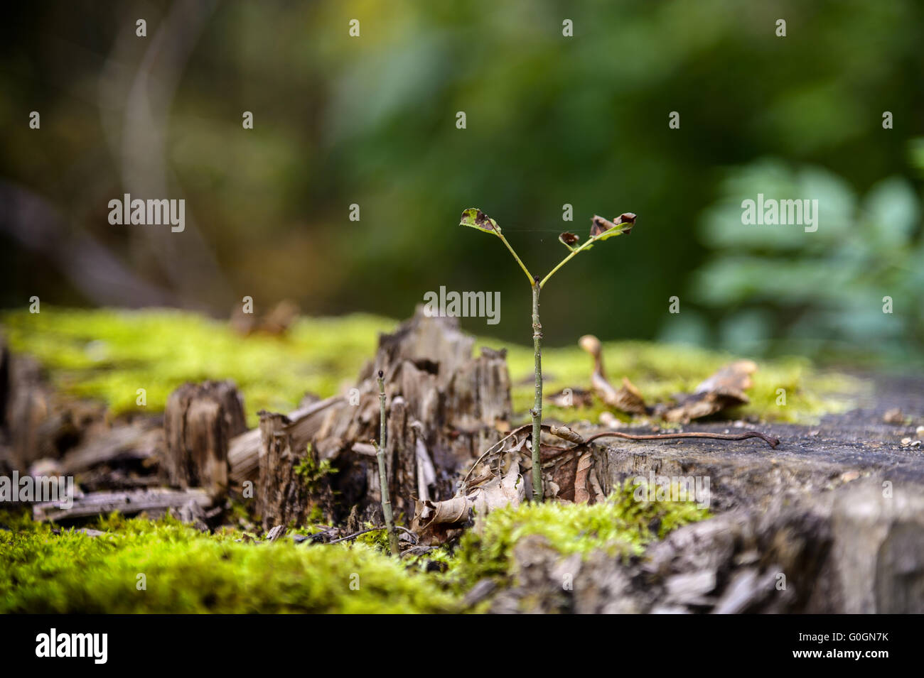 Un giovane germoglio cresce su un ceppo di albero Foto Stock