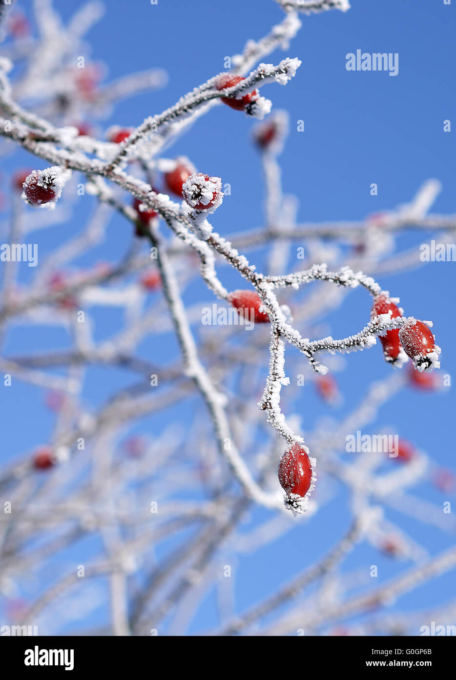 Congelati cinorrodi arbusto in inverno Foto Stock