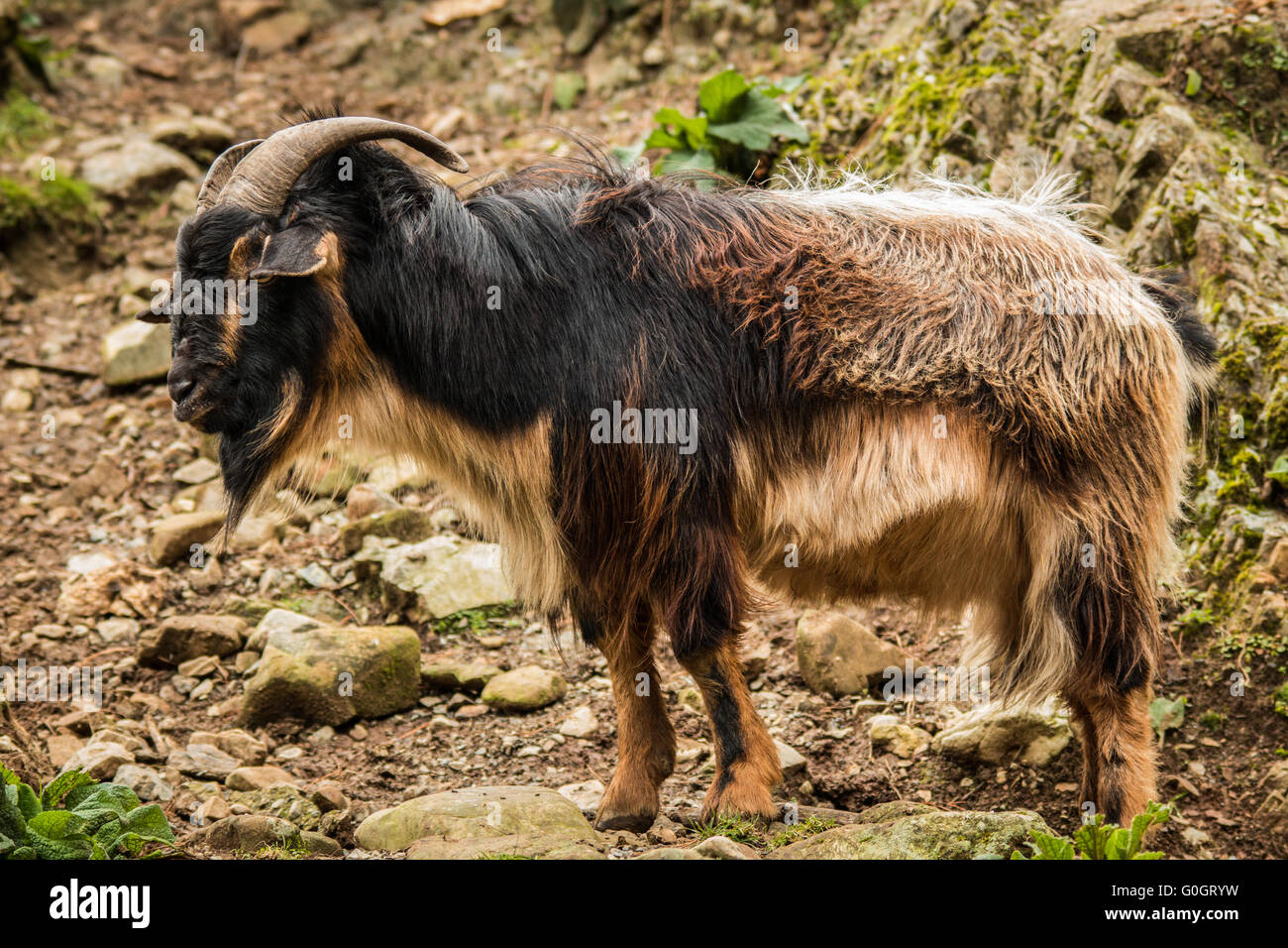 Zelanda Arapawa capra è una di quelle rare razze di capra nel mondo e criticamente in prossimità di estinzione. Foto Stock