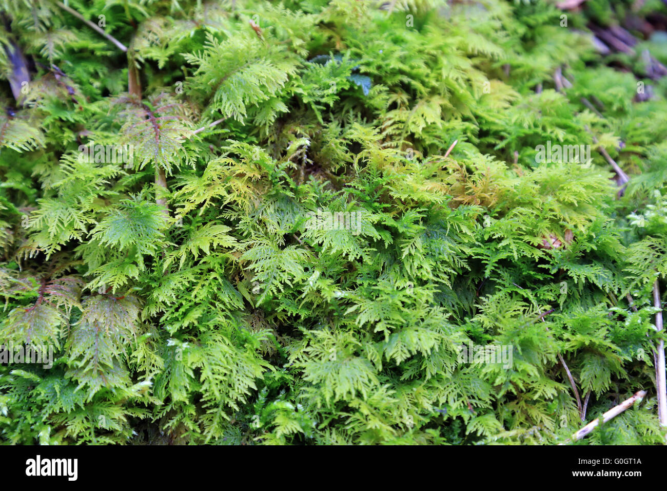 Moss sulla foresta umida terreno Foto Stock