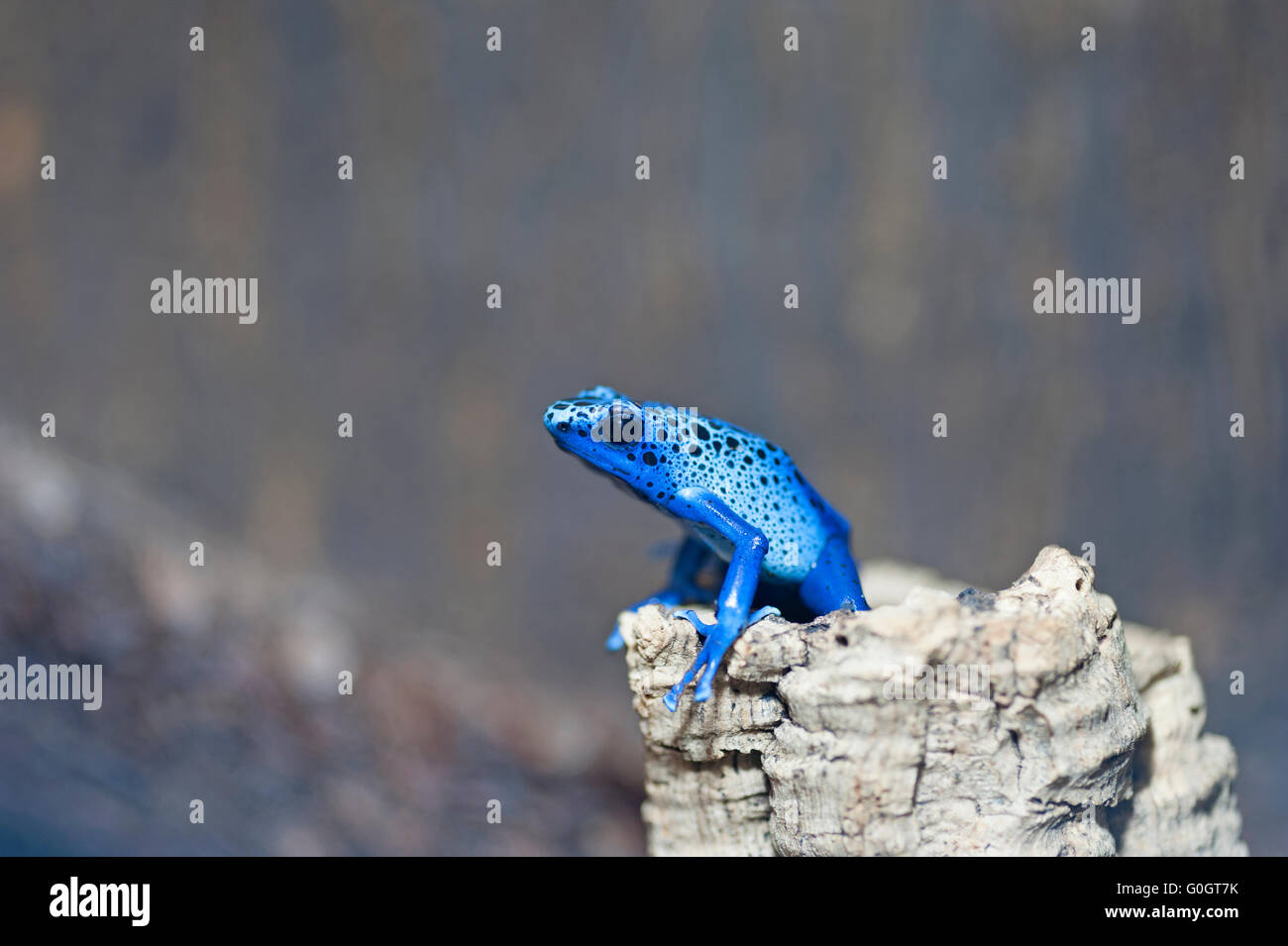 Veleno blu-dart frog Foto Stock