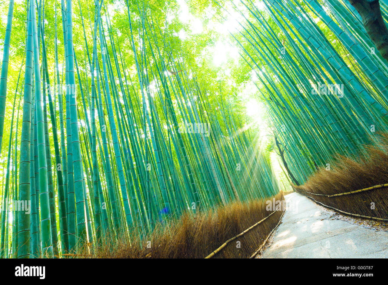 Boschetto di bambù foresta raggi di luce alberi inclinato Foto Stock