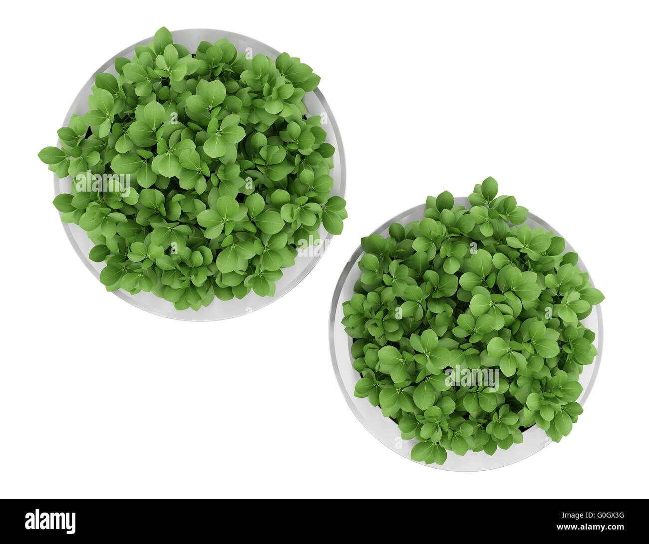 Vista dall'alto di due houseplants in vasi metallici isolati su sfondo bianco Foto Stock