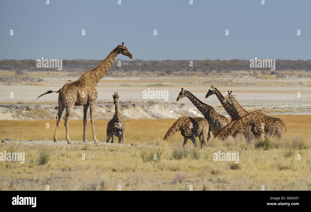 Giraffe nella savana Foto Stock