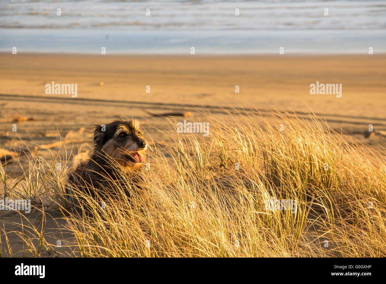 Splendida fine della luce del sole in spiaggia e questo cane solo prendendo un resto. Foto Stock