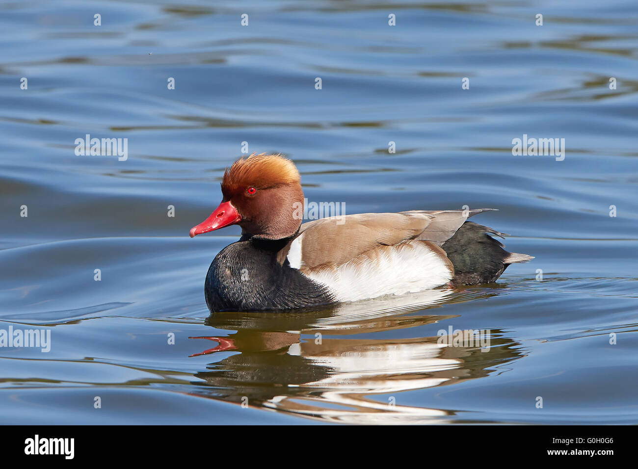 Rosso-crested pochard nuotare nel suo habitat naturale Foto Stock