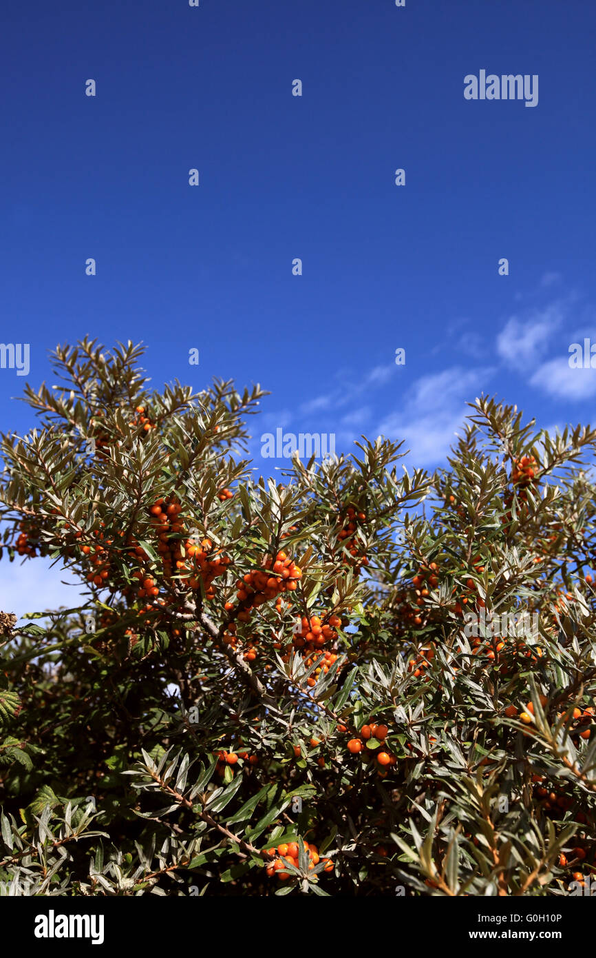 Sallow thorn - bacche di olivello spinoso Foto Stock