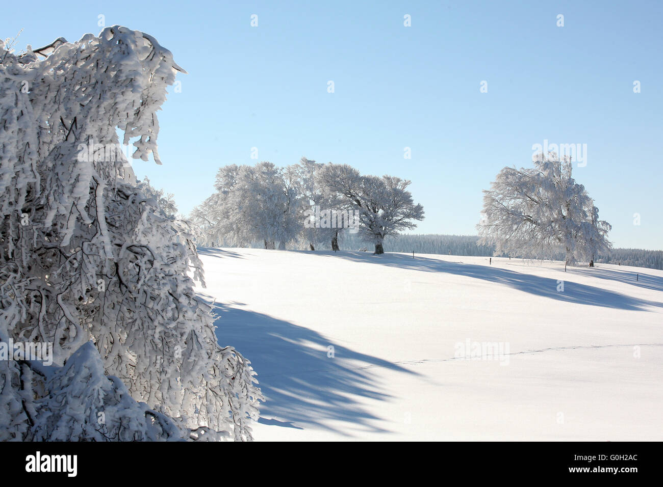 Snowy faggi nella Foresta Nera Foto Stock