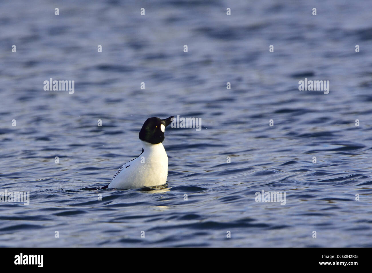 Goldeneye comune Foto Stock