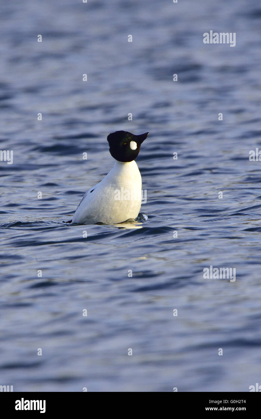 Goldeneye comune Foto Stock