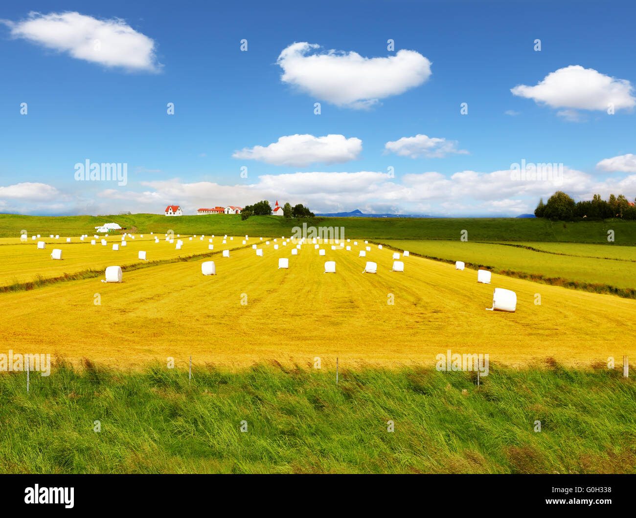 Erba tagliata confezionati in sacchetti bianchi Foto Stock
